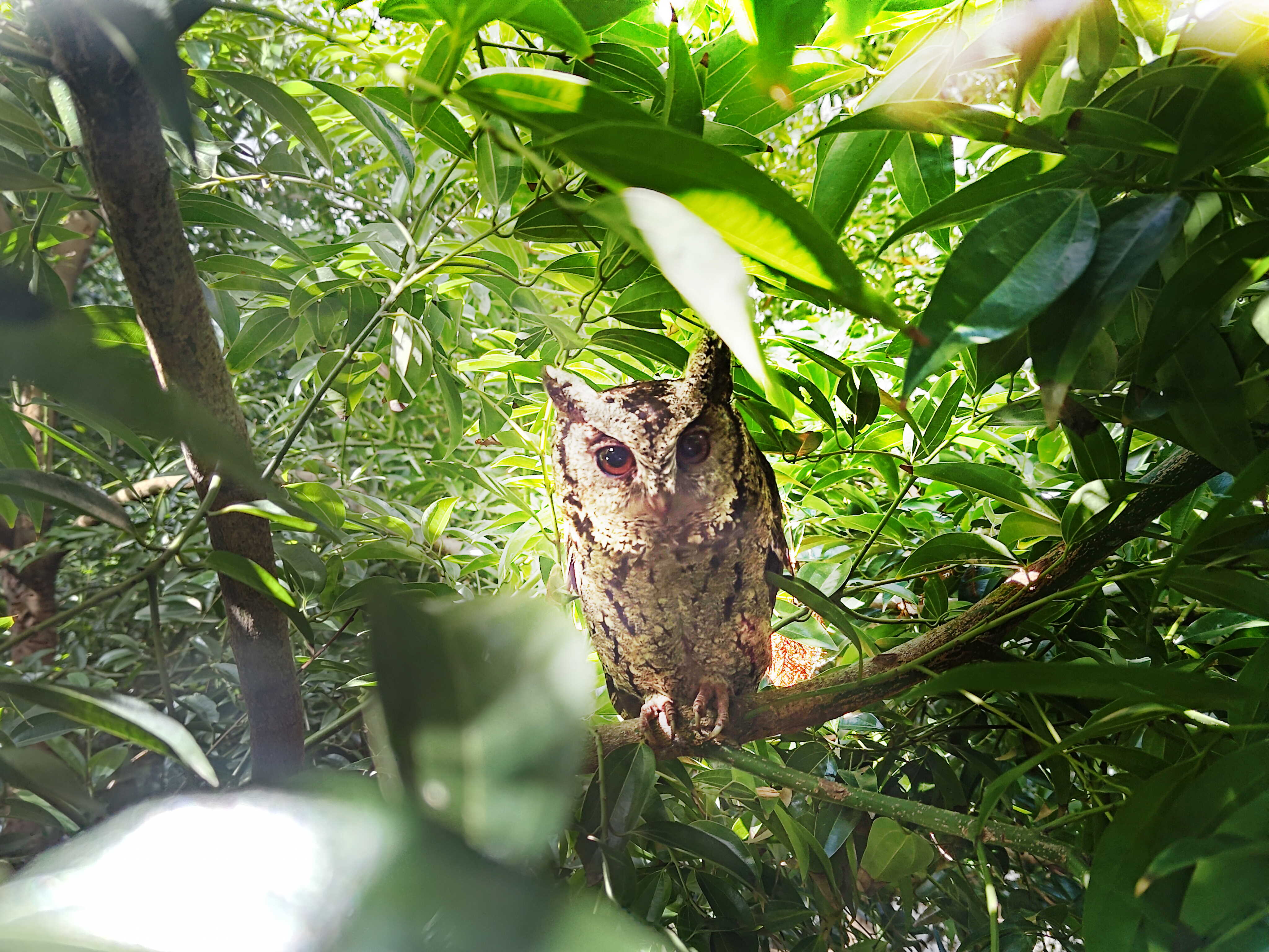 AUO is committed to promoting a net-zero, green lifestyle. Over the past 16 years, the company has planted over one million trees across its global facilities, transforming them into lush, forest-like environments that serves as habitats for various species, contributing to AUO&rsquo;s efforts in creating eco-friendly fabs